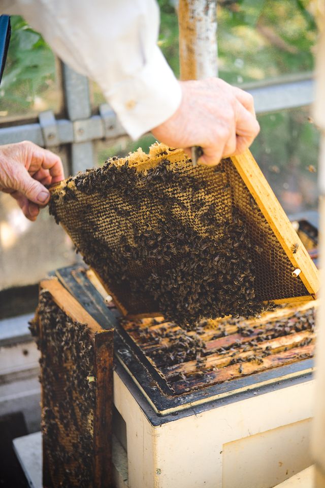 Participantes de un taller revisando un panal de abejas junto a un apicultor de Miel Dorada